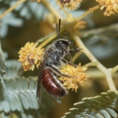 Lasioglossum (Parasphecodes) sp. (genus & subgenus) at Holt, ACT - 20 Aug 2024