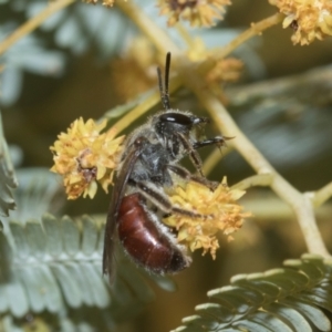 Lasioglossum (Parasphecodes) sp. (genus & subgenus) at Holt, ACT - 20 Aug 2024 12:31 PM