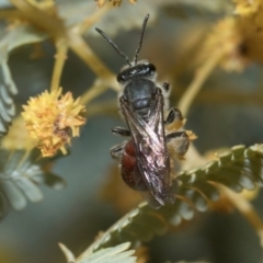 Lasioglossum (Parasphecodes) sp. (genus & subgenus) at Holt, ACT - 20 Aug 2024 12:31 PM