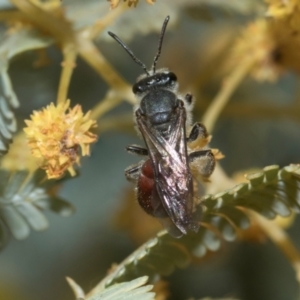 Lasioglossum (Parasphecodes) sp. (genus & subgenus) at Holt, ACT - 20 Aug 2024 12:31 PM