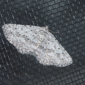 Phelotis cognata at Higgins, ACT - 20 Aug 2024