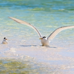 Thalasseus bergii (Crested Tern) at Houtman Abrolhos, WA - 16 Apr 2024 by jb2602