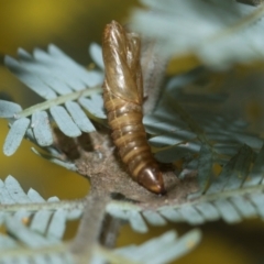 Lepidoptera unclassified IMMATURE (caterpillar or pupa or cocoon) at Higgins, ACT - 20 Aug 2024 by AlisonMilton