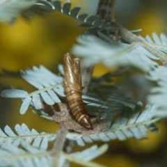 Lepidoptera unclassified IMMATURE moth at Higgins, ACT - 20 Aug 2024