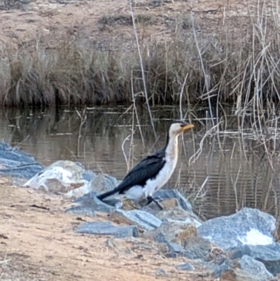 Microcarbo melanoleucos (Little Pied Cormorant) at Bruce, ACT - 20 Aug 2024 by mroseby