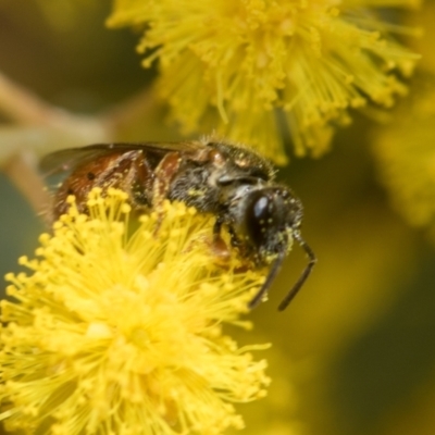 Lasioglossum (Homalictus) punctatus (A halictid bee) at Higgins, ACT - 20 Aug 2024 by AlisonMilton