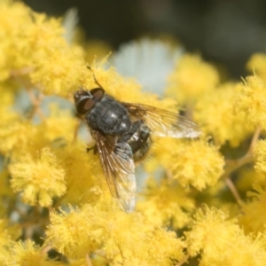 Tachinidae (family) at Higgins, ACT - 20 Aug 2024 11:27 AM