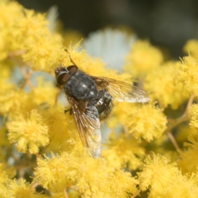 Tachinidae (family) (Unidentified Bristle fly) at Higgins, ACT - 20 Aug 2024 by AlisonMilton