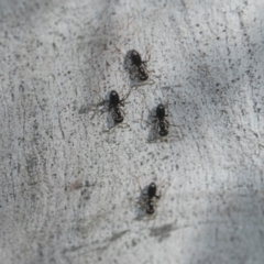 Iridomyrmex sp. (genus) at Higgins, ACT - 20 Aug 2024