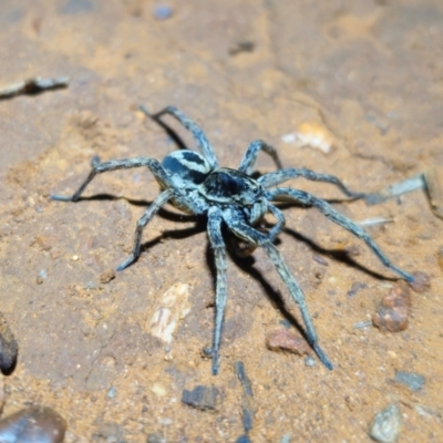 Allocosa palabunda at Parkes, NSW - 20 Aug 2024 by Csteele4