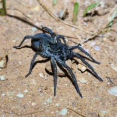 Unidentified Wolf spider (Lycosidae) at Parkes, NSW - 20 Aug 2024 by Csteele4