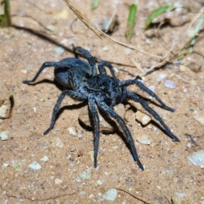 Unverified Wolf spider (Lycosidae) at Parkes, NSW - 20 Aug 2024 by Csteele4