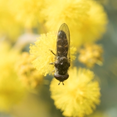 Syrphini sp. (tribe) (Unidentified syrphine hover fly) at Higgins, ACT - 20 Aug 2024 by AlisonMilton