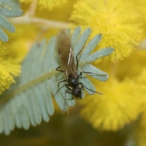 Notoncus sp. (genus) at Higgins, ACT - 20 Aug 2024