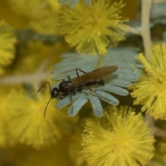 Notoncus sp. (genus) at Higgins, ACT - 20 Aug 2024