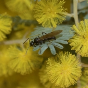 Notoncus sp. (genus) at Higgins, ACT - 20 Aug 2024