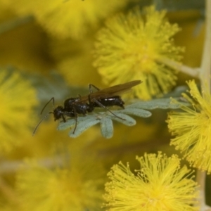 Notoncus sp. (genus) at Higgins, ACT - 20 Aug 2024