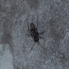 Camponotus aeneopilosus (A Golden-tailed sugar ant) at Higgins, ACT - 20 Aug 2024 by AlisonMilton