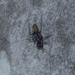 Camponotus aeneopilosus at Higgins, ACT - 20 Aug 2024