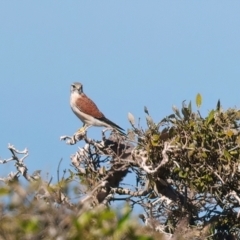 Falco cenchroides (Nankeen Kestrel) at Houtman Abrolhos, WA - 17 Apr 2024 by jb2602