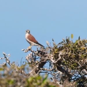 Falco cenchroides at Houtman Abrolhos, WA - 17 Apr 2024