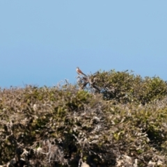 Falco cenchroides at Houtman Abrolhos, WA - 17 Apr 2024 12:25 PM