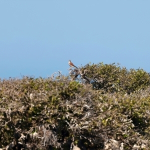 Falco cenchroides at Houtman Abrolhos, WA - 17 Apr 2024