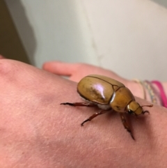 Anoplognathus montanus at Albury, NSW - 12 Jan 2023 09:53 PM