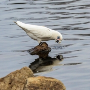 Cacatua sanguinea at Lyneham, ACT - 7 Jul 2024