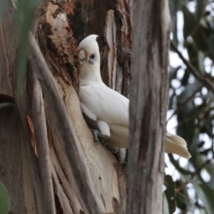 Cacatua sanguinea at Lyneham, ACT - 7 Jul 2024