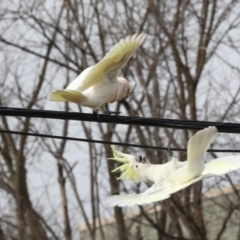 Cacatua sanguinea at Lyneham, ACT - 7 Jul 2024