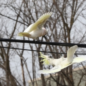 Cacatua sanguinea at Lyneham, ACT - 7 Jul 2024