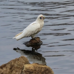 Cacatua sanguinea at Lyneham, ACT - 7 Jul 2024