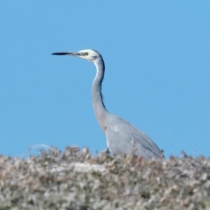 Egretta novaehollandiae at Houtman Abrolhos, WA - 17 Apr 2024