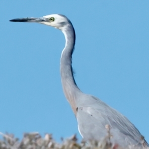 Egretta novaehollandiae at Houtman Abrolhos, WA - 17 Apr 2024