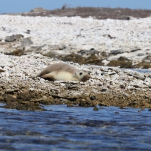 Neophoca cinerea at Houtman Abrolhos, WA - 17 Apr 2024