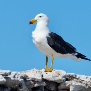 Larus pacificus at Houtman Abrolhos, WA - 17 Apr 2024