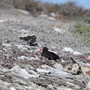 Haematopus fuliginosus at Houtman Abrolhos, WA - suppressed