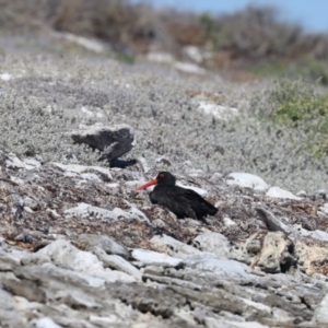 Haematopus fuliginosus at Houtman Abrolhos, WA - 17 Apr 2024