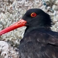 Haematopus fuliginosus at Houtman Abrolhos, WA - suppressed