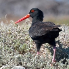 Haematopus fuliginosus at Houtman Abrolhos, WA - suppressed