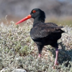 Haematopus fuliginosus at Houtman Abrolhos, WA - 17 Apr 2024