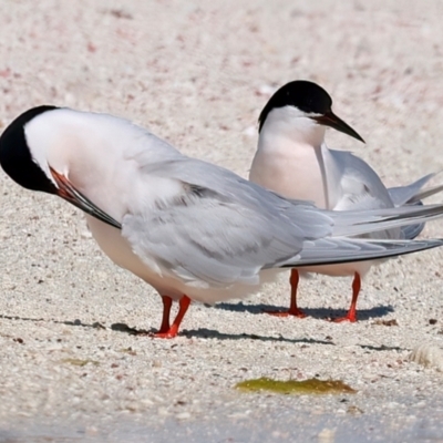 Sterna dougallii (Roseate Tern) at Houtman Abrolhos, WA - 17 Apr 2024 by jb2602