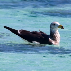 Larus pacificus at Houtman Abrolhos, WA - 17 Apr 2024 01:18 PM