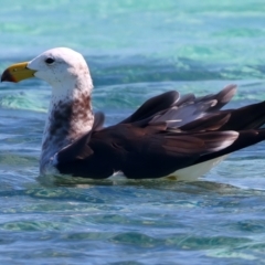 Larus pacificus at Houtman Abrolhos, WA - 17 Apr 2024 01:18 PM