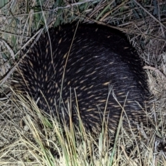 Tachyglossus aculeatus (Short-beaked Echidna) at Kambah, ACT - 20 Aug 2024 by HelenCross