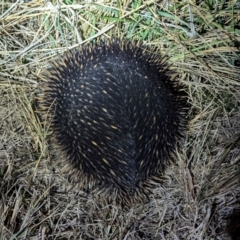 Tachyglossus aculeatus at Kambah, ACT - 20 Aug 2024 08:47 PM