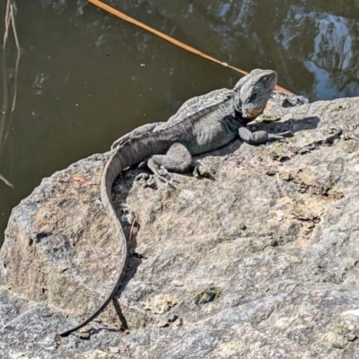 Intellagama lesueurii howittii (Gippsland Water Dragon) at Acton, ACT - 20 Aug 2024 by HelenCross