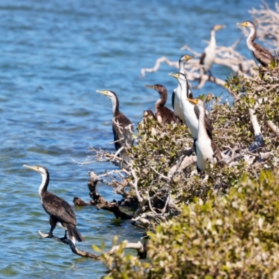 Phalacrocorax varius (Pied Cormorant) at Houtman Abrolhos, WA - 17 Apr 2024 by jb2602