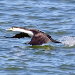 Phalacrocorax varius at Houtman Abrolhos, WA - 17 Apr 2024